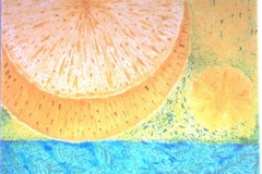 089 - mimosa rayonnant
